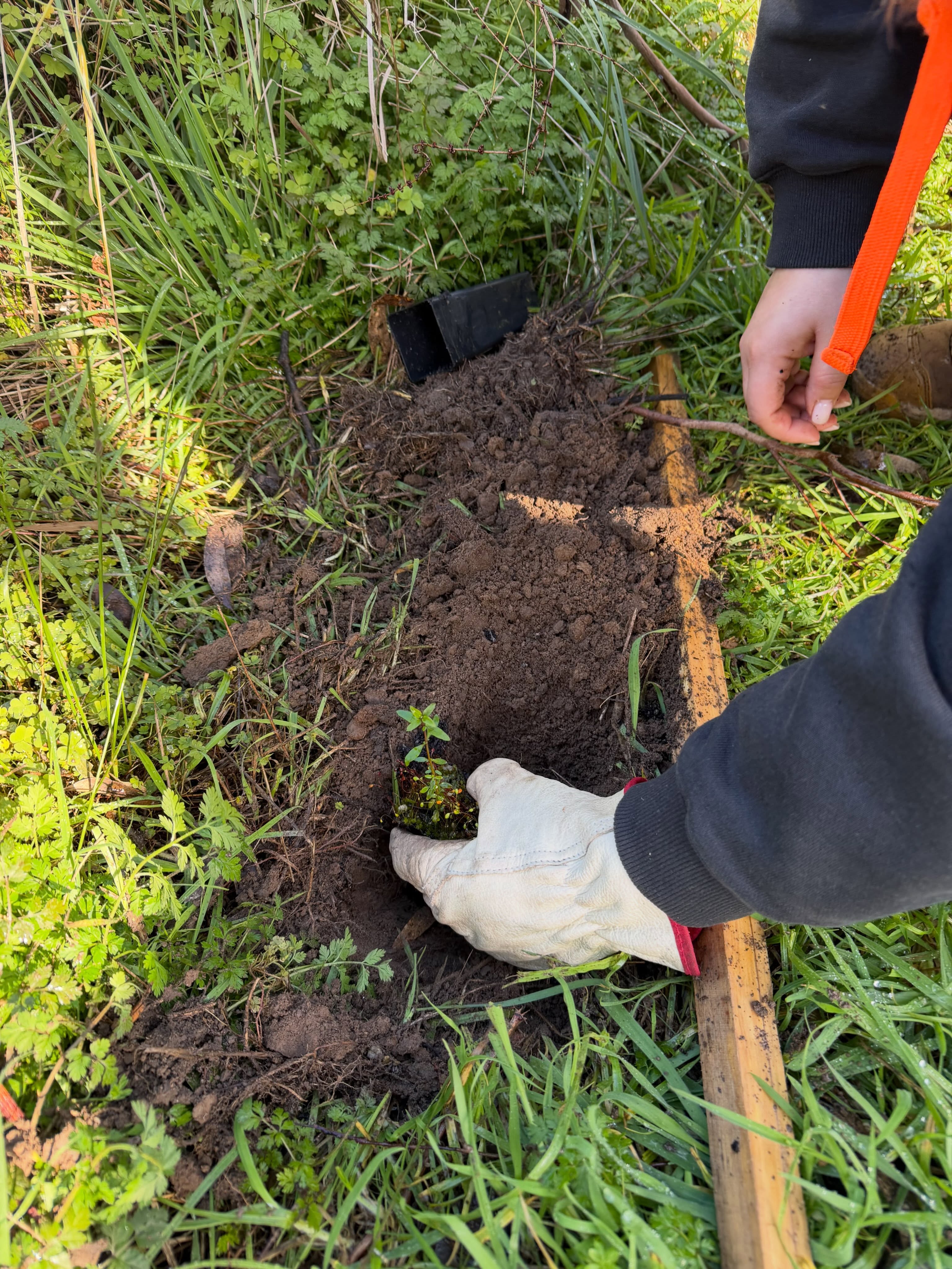 regen-tree-services (10)