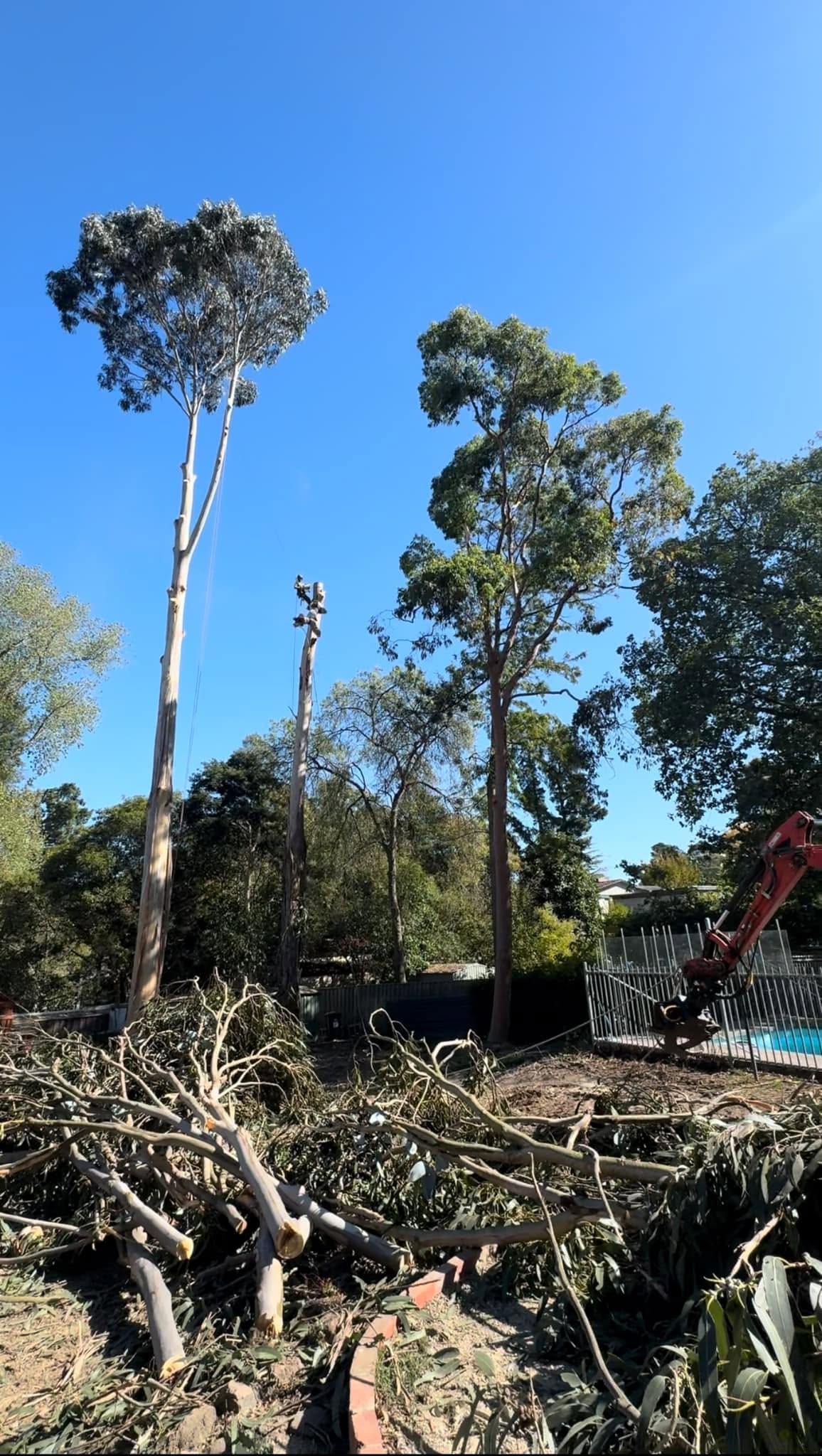 regen-tree-services (4)