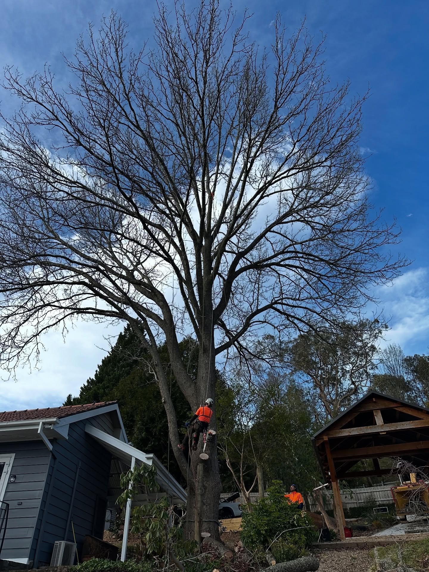 RedGum-tree-service-10.jpg