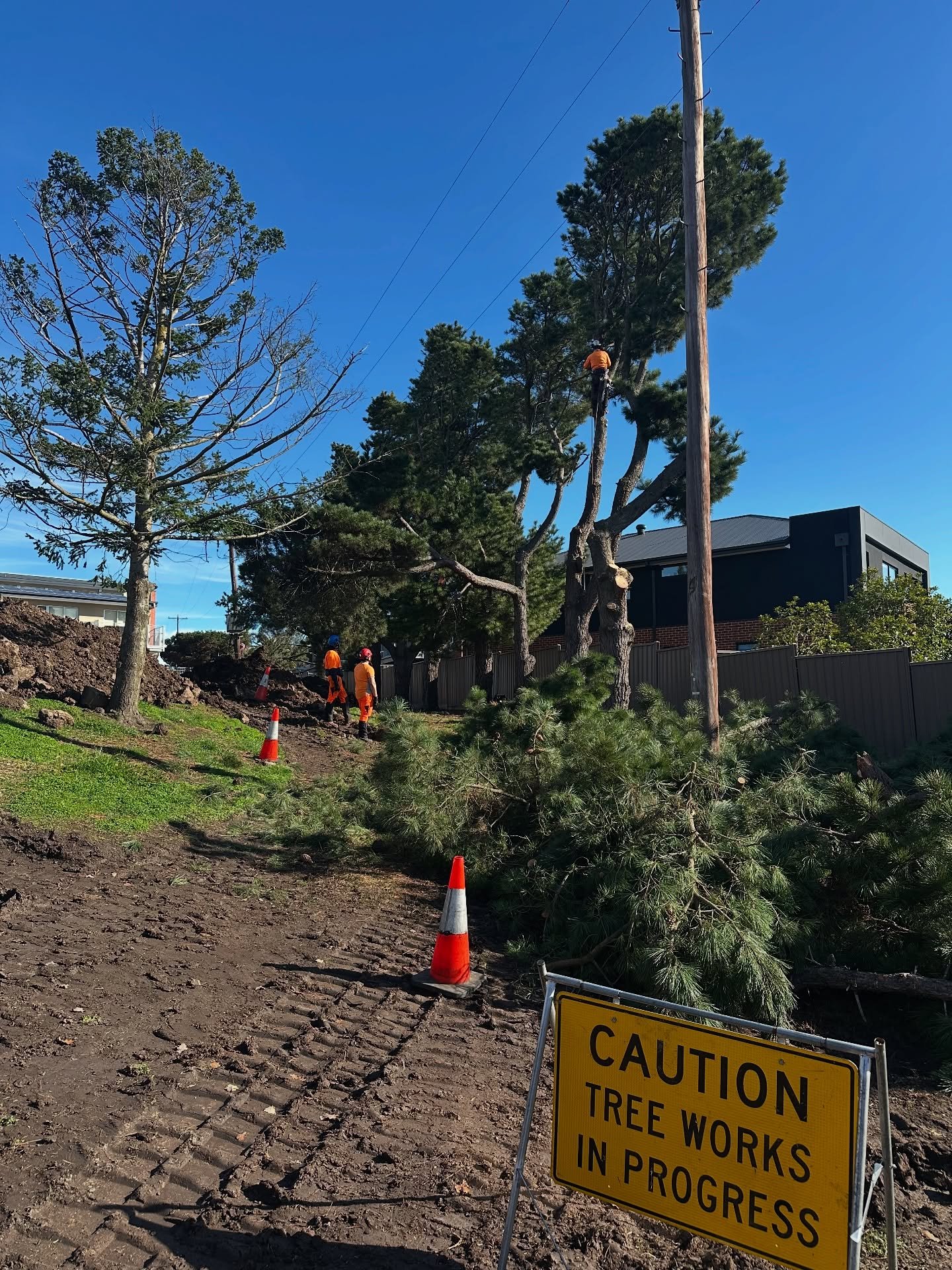 RedGum-tree-service-11.jpg