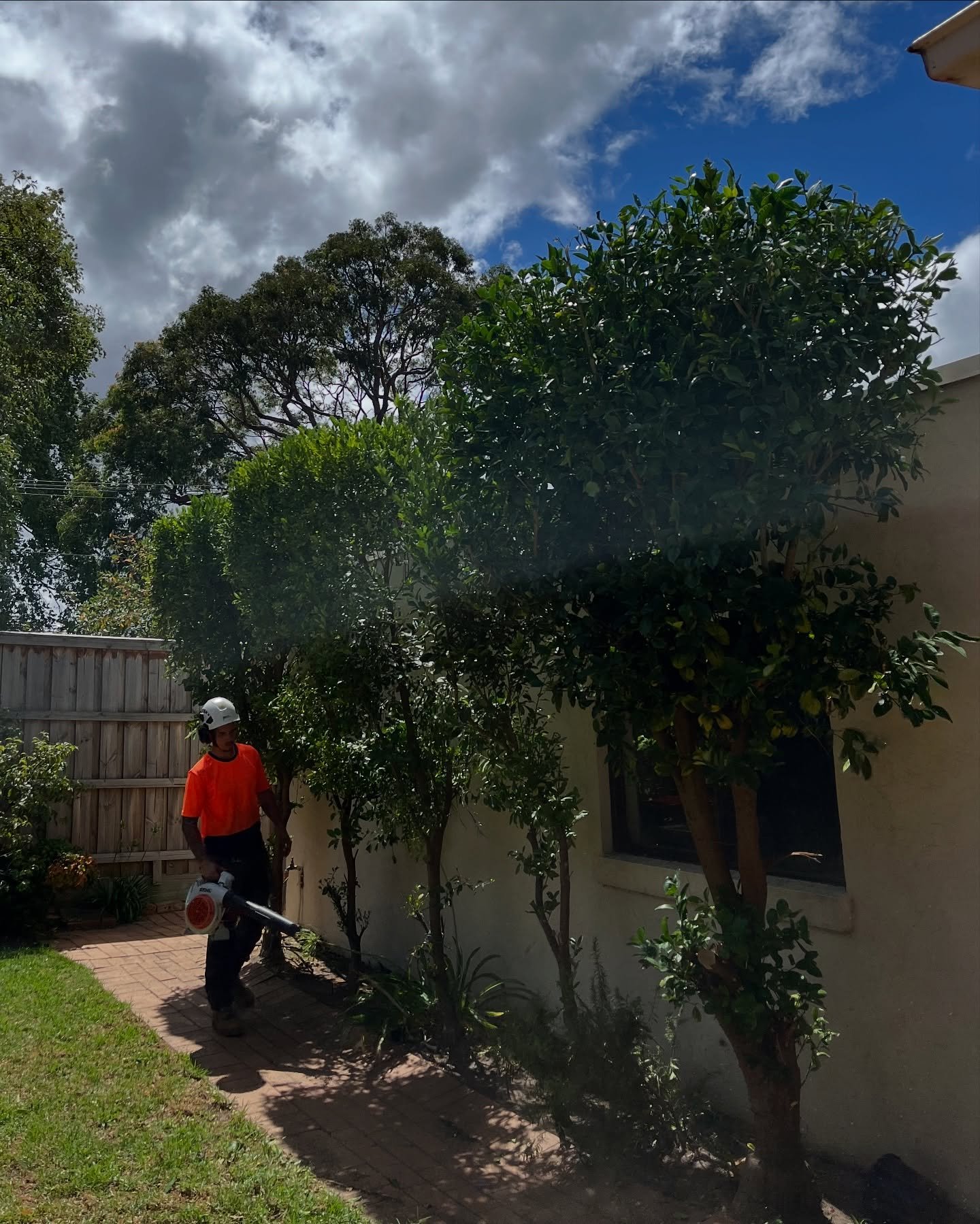 RedGum-tree-service-3.jpg