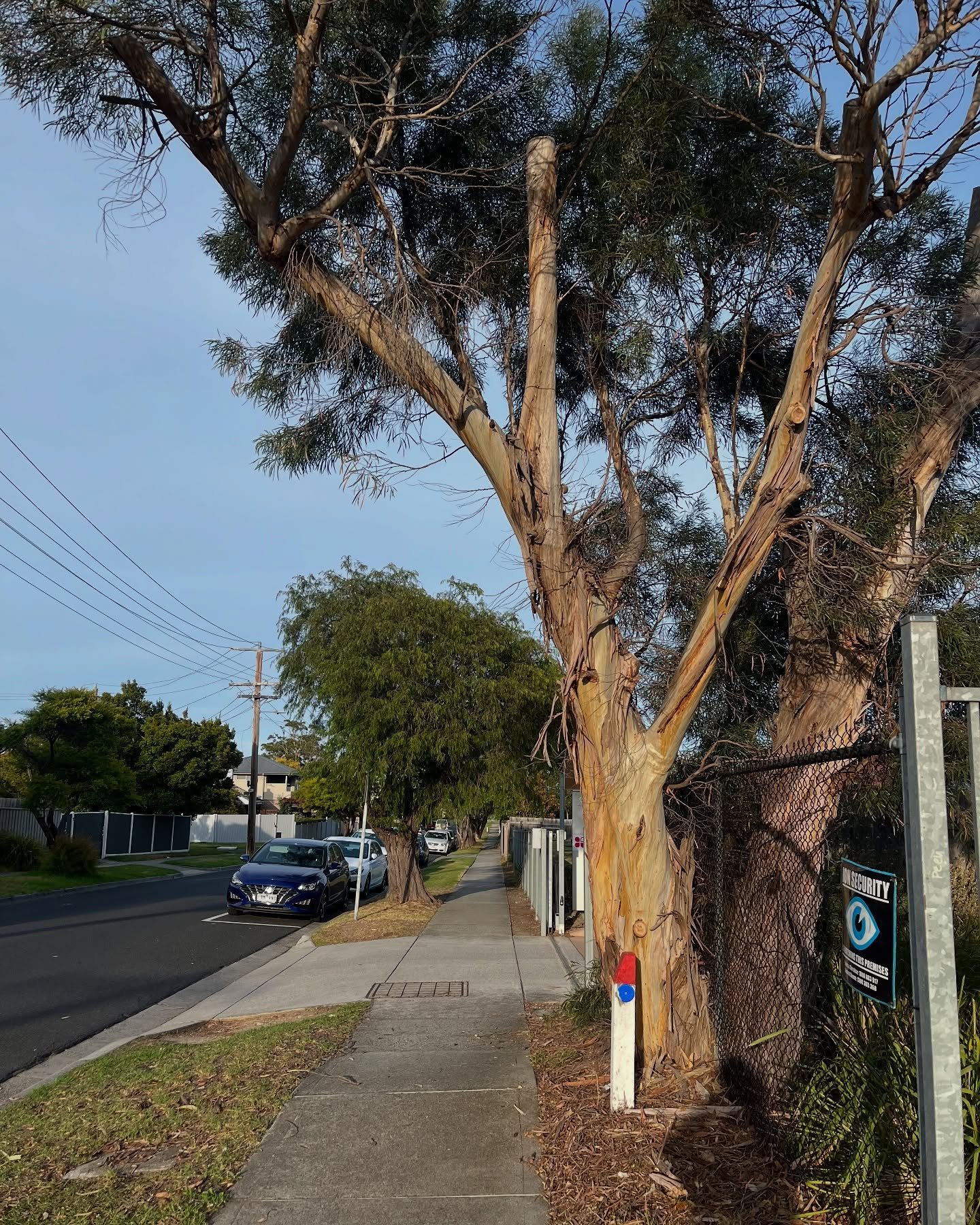 RedGum-tree-service-4.jpg