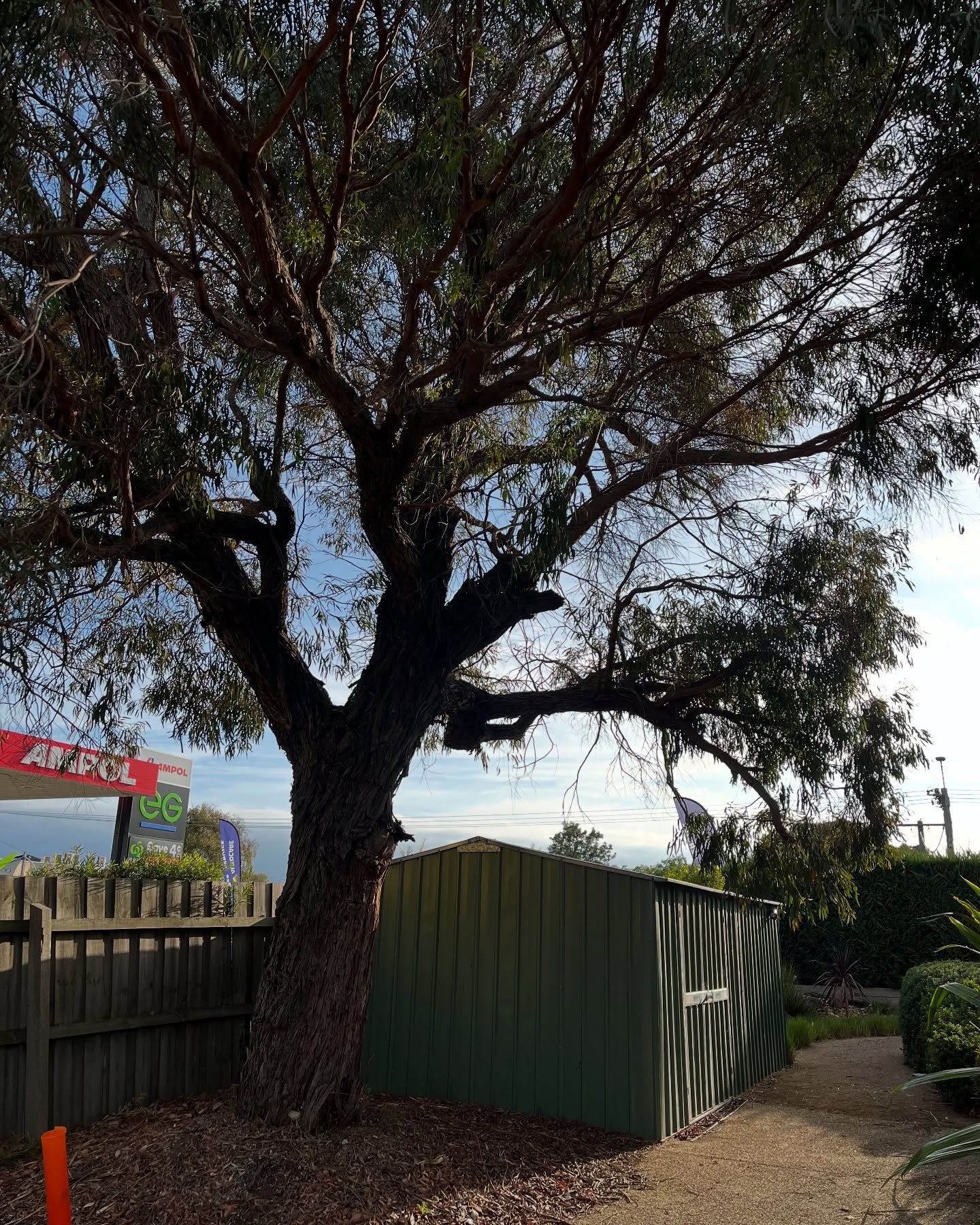 RedGum-tree-service-7.jpg