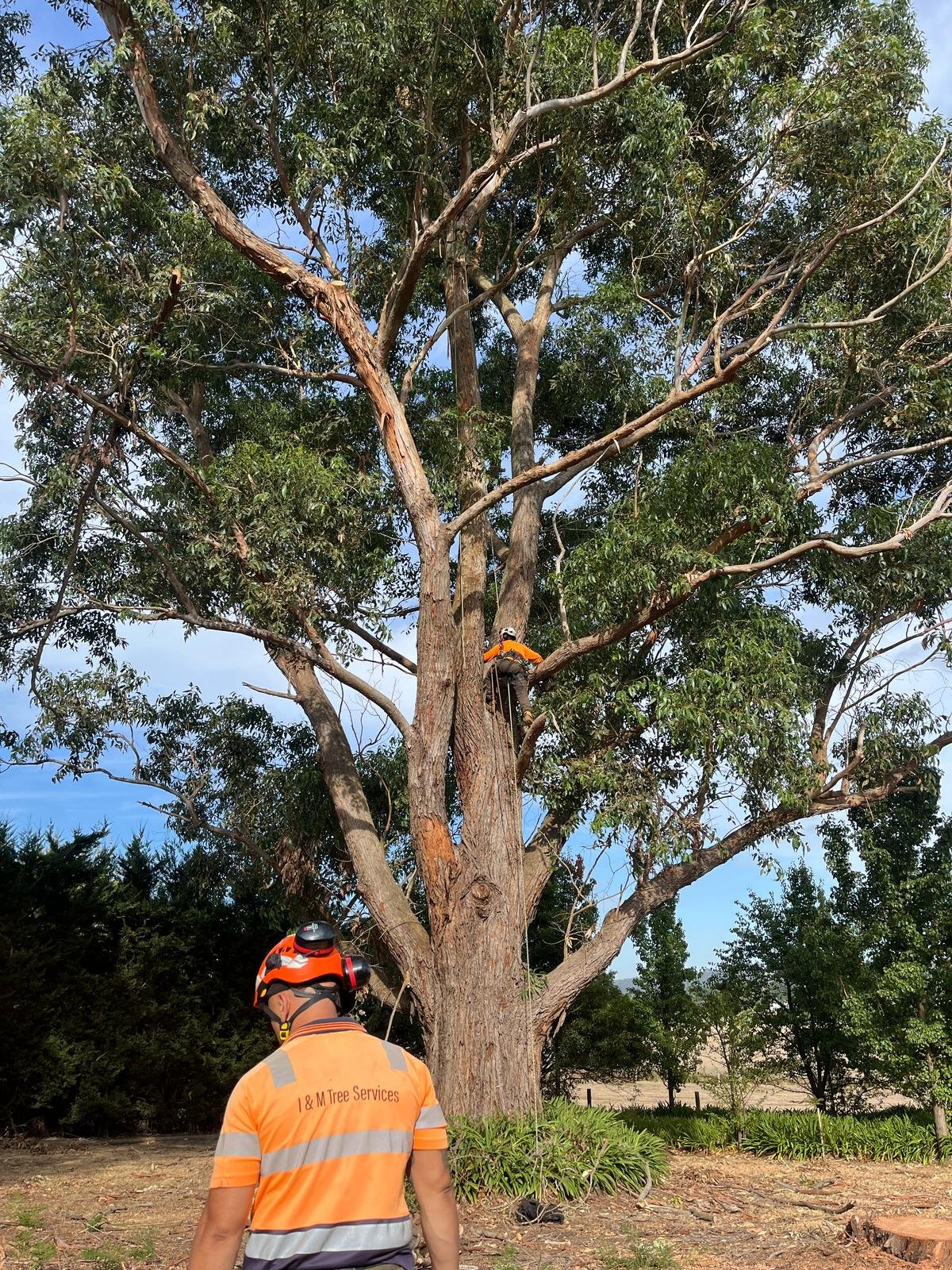 RedGum-tree-specialist-2.jpeg