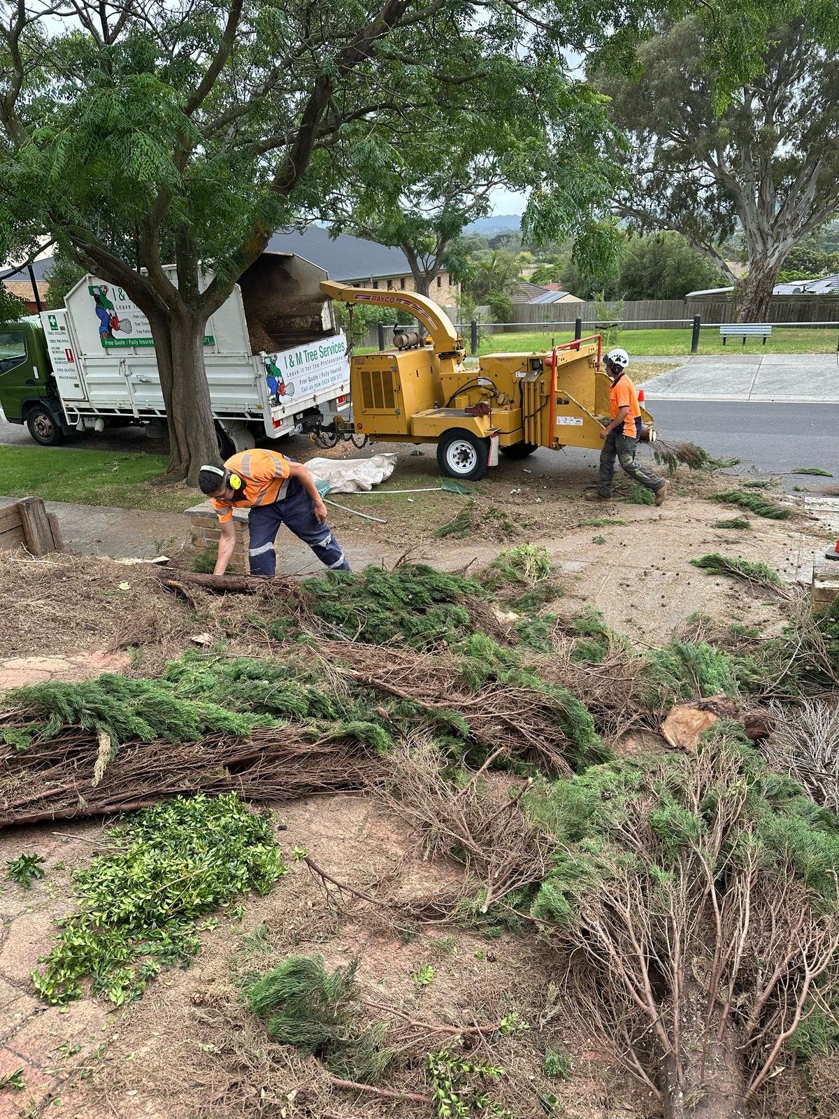 RedGum-tree-specialist-3.jpeg