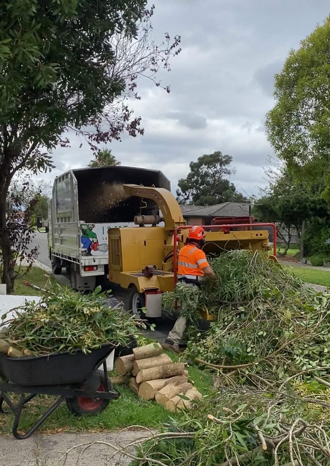 RedGum-tree-specialist-9.jpeg