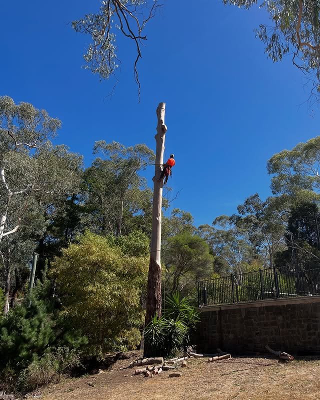 Redgum-tree-spe-3.jpg