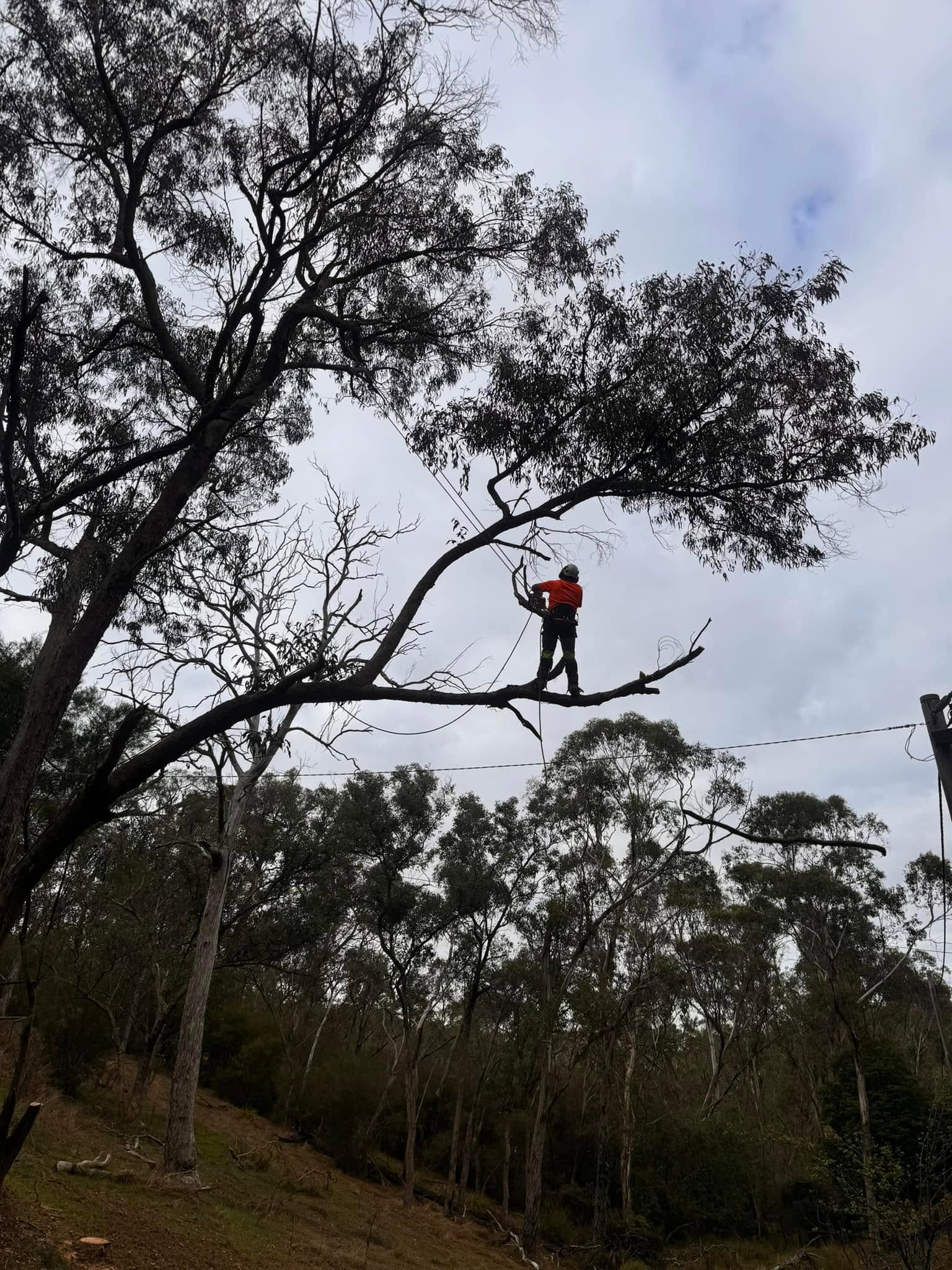 Regen-tree-services (10)