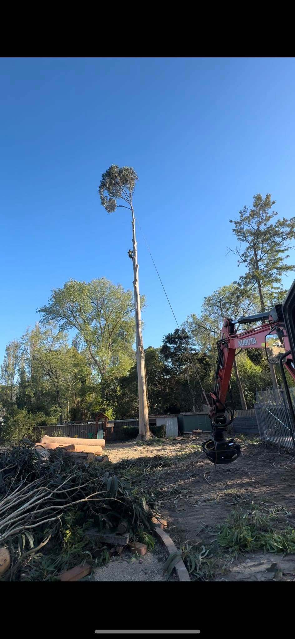 Regen-tree-services (18)