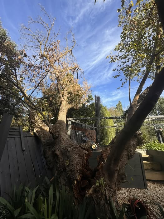 Regen-tree-services (21)
